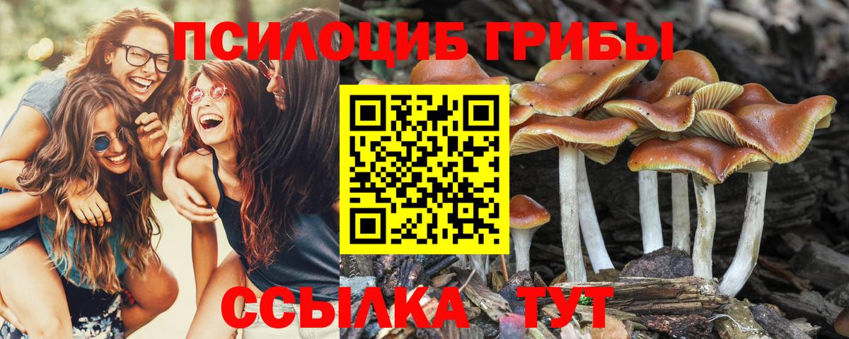 Псилоцибиновые грибы Cubensis Волхов
